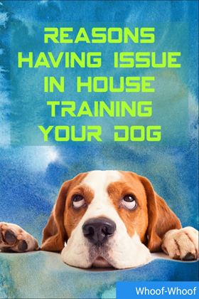 Reasons You’re having an issue with House-Training your Dog ! Whoof-Whoof