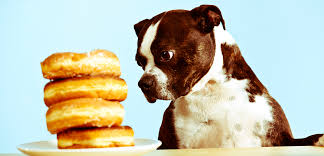 People Foods to Avoid Feeding Your Pets | ASPCA