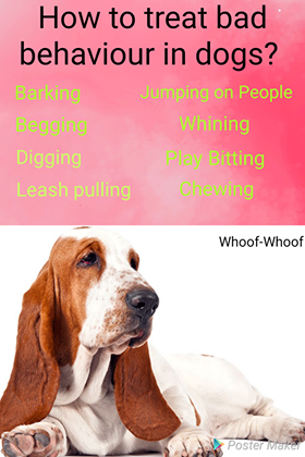 How to treat bad behavior in dogs? Whoof-Whoof